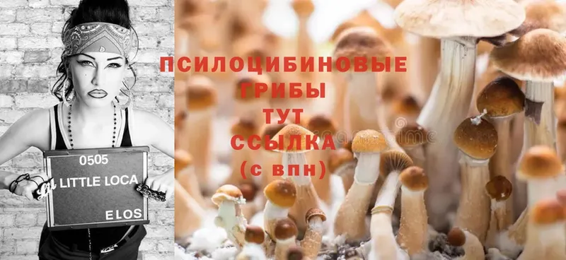 Псилоцибиновые грибы Cubensis Карачаевск